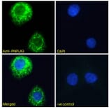 Immunofluorescence - Anti-PNPLA3 Antibody (A82487) - Antibodies.com