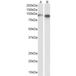 Western Blot - Anti-CYP1A1 Antibody (A82489) - Antibodies.com