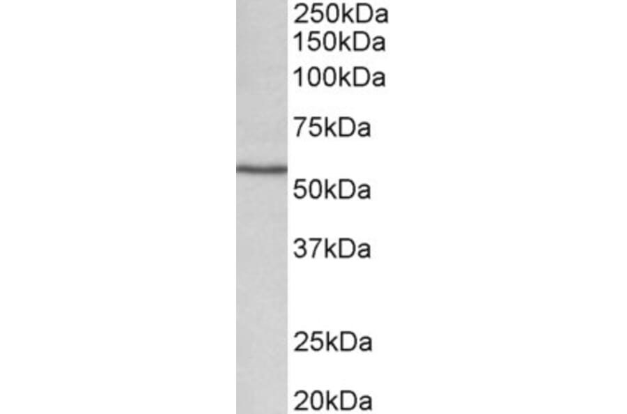 Western Blot - Anti-CYP1A1 Antibody (A82490) - Antibodies.com