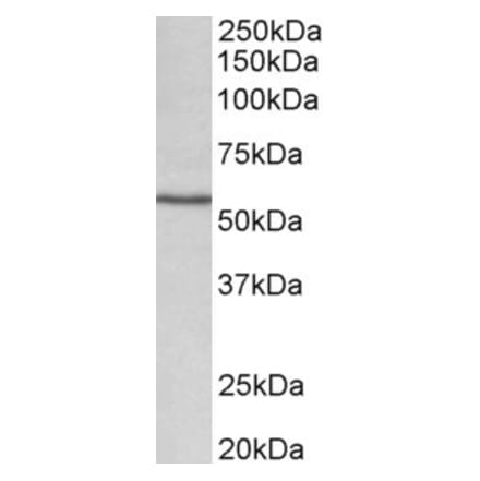 Western Blot - Anti-CYP1A1 Antibody (A82490) - Antibodies.com