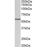 Western Blot - Anti-CYP1A1 Antibody (A82490) - Antibodies.com