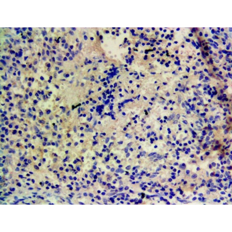 Immunohistochemistry - Anti-CYP1A1 Antibody (A82490) - Antibodies.com