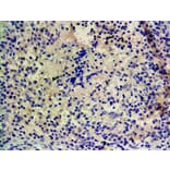 Immunohistochemistry - Anti-CYP1A1 Antibody (A82490) - Antibodies.com
