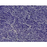 Immunohistochemistry - Anti-CYP1A1 Antibody (A82490) - Antibodies.com