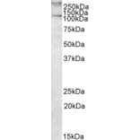 Western Blot - Anti-Talin 1 Antibody (A82491) - Antibodies.com