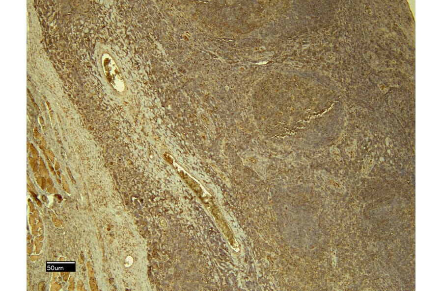 Immunohistochemistry - Anti-STAT5a Antibody (A82493) - Antibodies.com