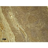 Immunohistochemistry - Anti-STAT5a Antibody (A82493) - Antibodies.com