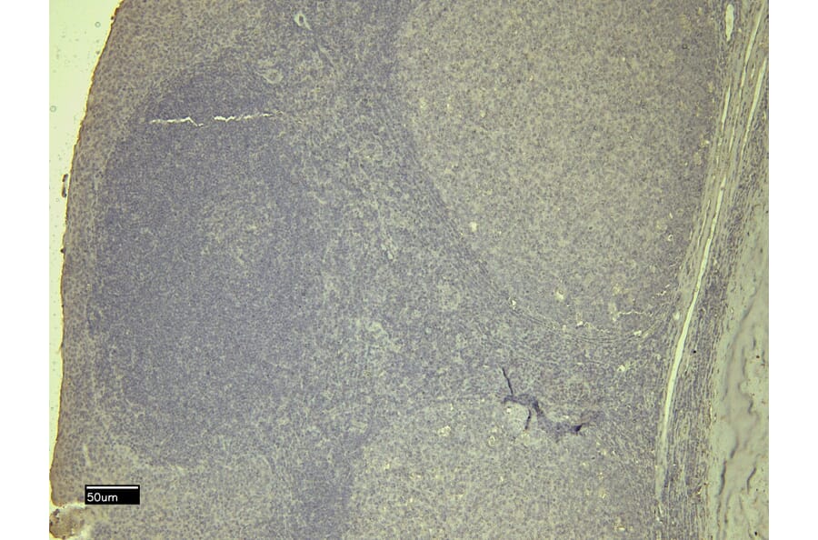 Immunohistochemistry - Anti-STAT5a Antibody (A82493) - Antibodies.com