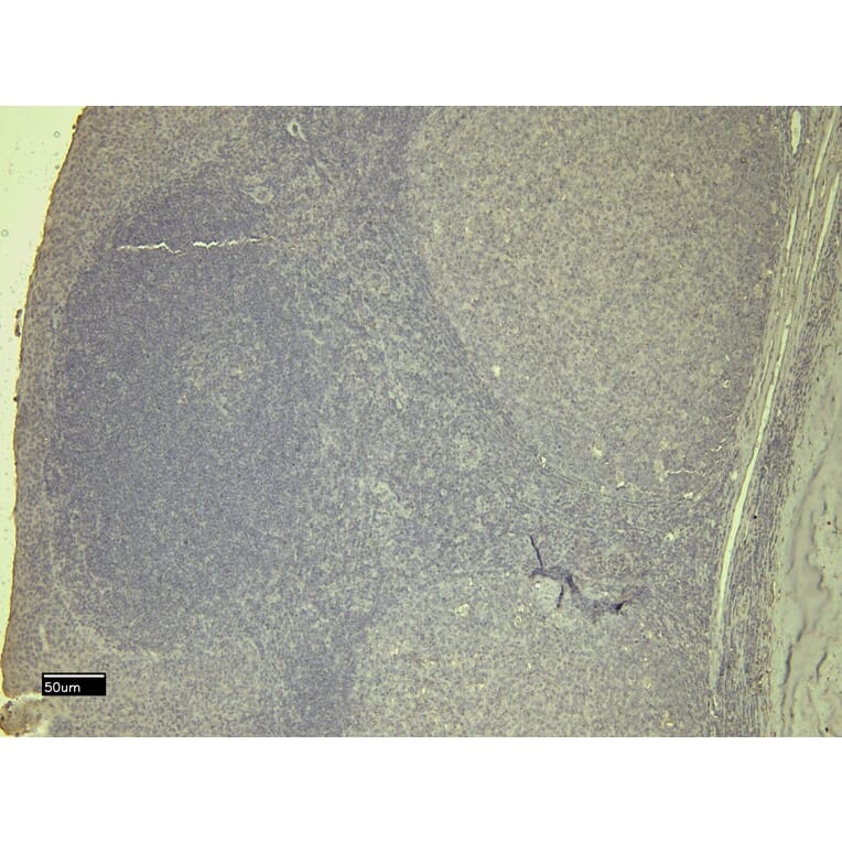 Immunohistochemistry - Anti-STAT5a Antibody (A82493) - Antibodies.com