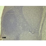 Immunohistochemistry - Anti-STAT5a Antibody (A82493) - Antibodies.com