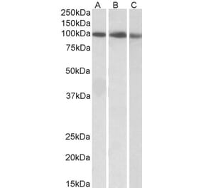 Western Blot - Anti-STAT5A Antibody (A82493) - Antibodies.com