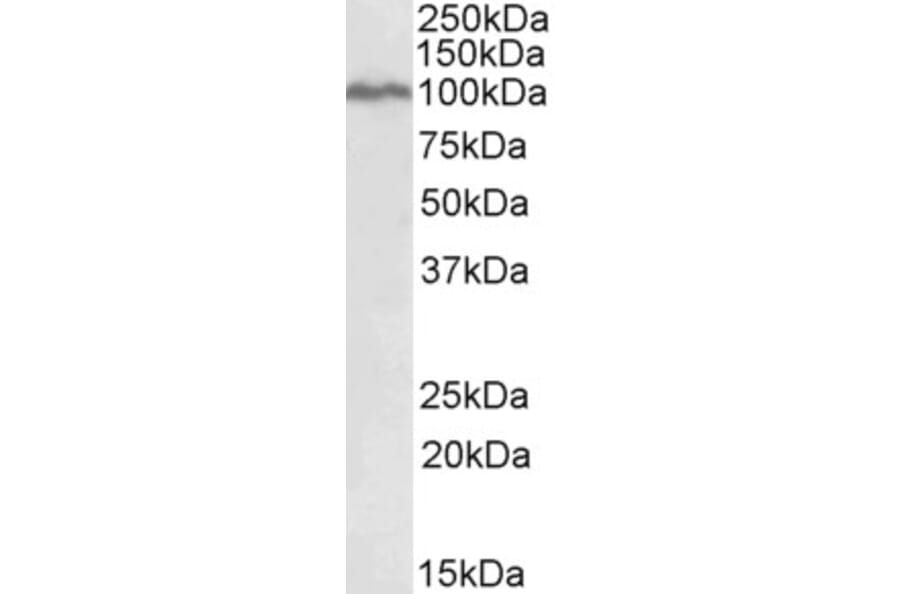 Western Blot - Anti-STAT5a Antibody (A82494) - Antibodies.com