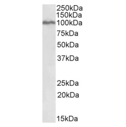 Western Blot - Anti-STAT5a Antibody (A82494) - Antibodies.com