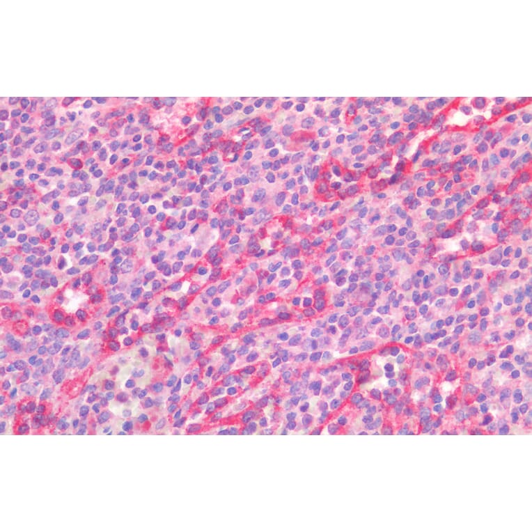 Immunohistochemistry - Anti-STAT5a Antibody (A82494) - Antibodies.com