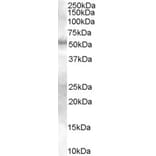 Western Blot - Anti-SMAD9 Antibody (A82495) - Antibodies.com