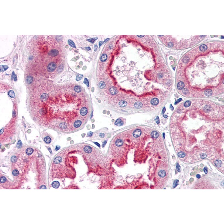 Immunohistochemistry - Anti-SMAD9 Antibody (A82495) - Antibodies.com