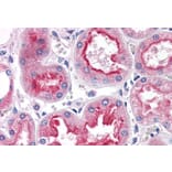 Immunohistochemistry - Anti-SMAD9 Antibody (A82495) - Antibodies.com