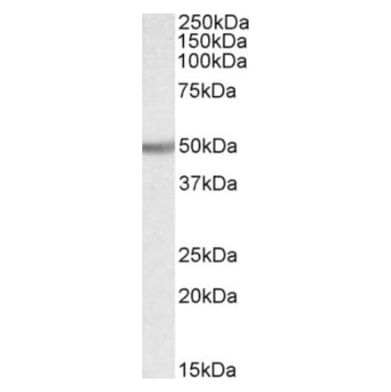 Western Blot - Anti-Ugt2b Antibody (A82496) - Antibodies.com