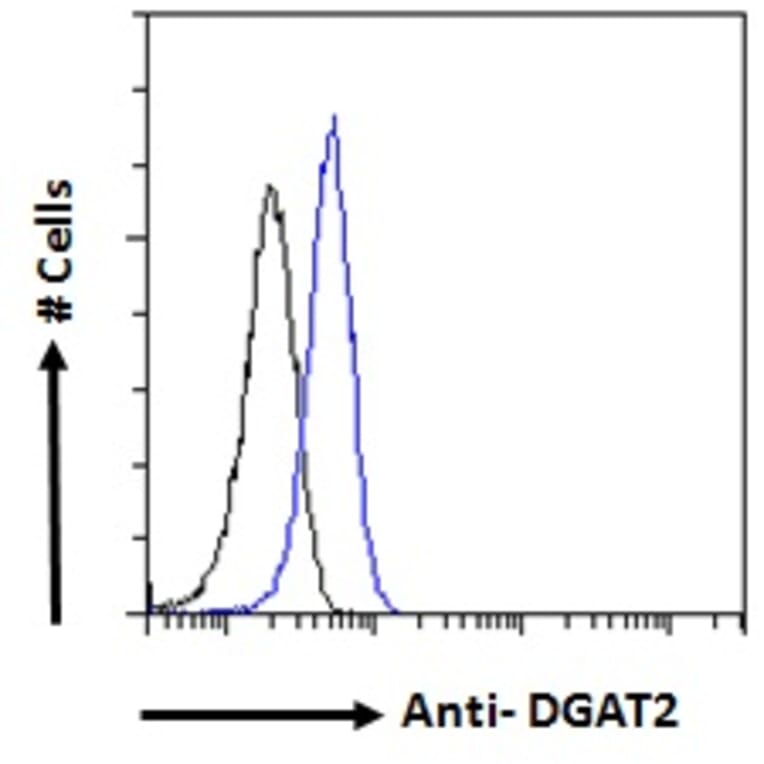 Flow Cytometry - Anti-DGAT2 Antibody (A82499) - Antibodies.com