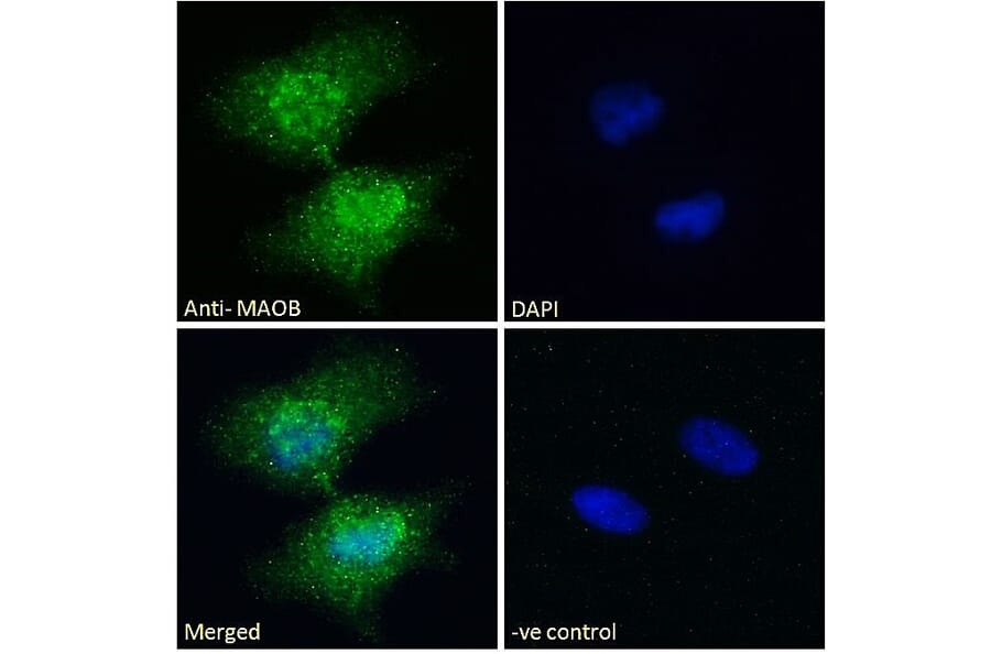 Immunofluorescence - Anti-Monoamine Oxidase B/MAOB Antibody (A82500) - Antibodies.com