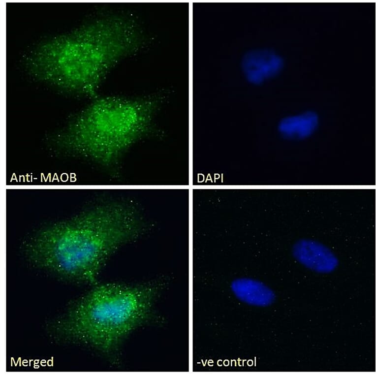 Immunofluorescence - Anti-Monoamine Oxidase B/MAOB Antibody (A82500) - Antibodies.com