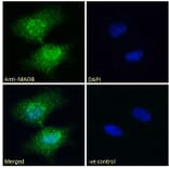 Immunofluorescence - Anti-Monoamine Oxidase B/MAOB Antibody (A82500) - Antibodies.com