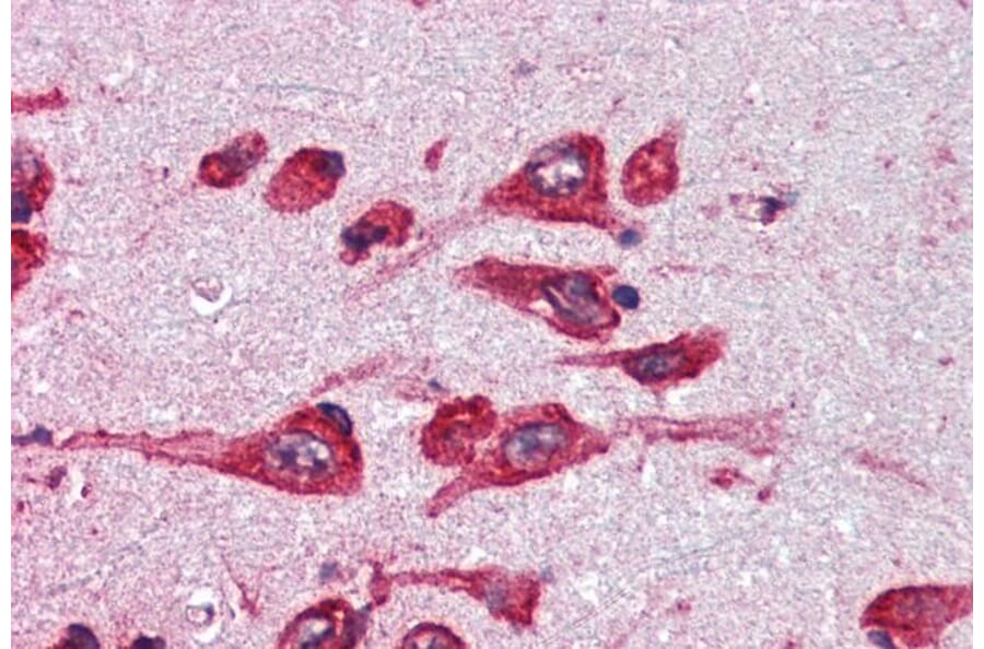 Immunohistochemistry - Anti-Monoamine Oxidase B/MAOB Antibody (A82500) - Antibodies.com