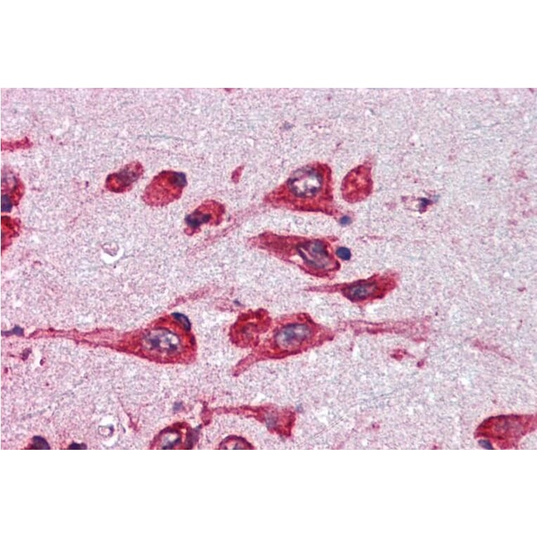 Immunohistochemistry - Anti-Monoamine Oxidase B/MAOB Antibody (A82500) - Antibodies.com