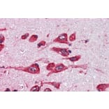 Immunohistochemistry - Anti-Monoamine Oxidase B/MAOB Antibody (A82500) - Antibodies.com