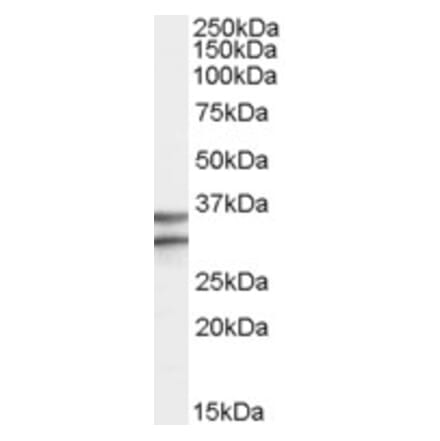 Western Blot - Anti-GPCR GPR3 Antibody (A82501) - Antibodies.com