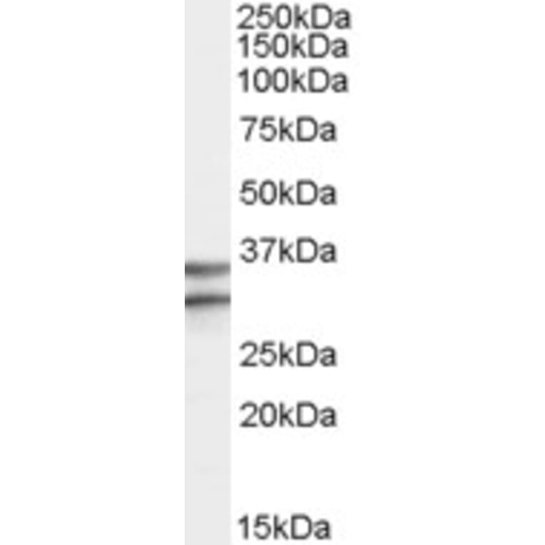 Western Blot - Anti-GPCR GPR3 Antibody (A82501) - Antibodies.com