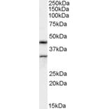 Western Blot - Anti-ACTL7B Antibody (A82502) - Antibodies.com
