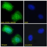 Immunofluorescence - Anti-ABHD5/CGI-58 Antibody (A82503) - Antibodies.com