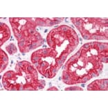 Immunohistochemistry - Anti-ABHD5/CGI-58 Antibody (A82503) - Antibodies.com