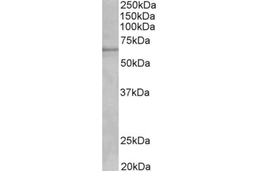 Western Blot - Anti-Cytochrome P450 1A2 Antibody (A82506) - Antibodies.com