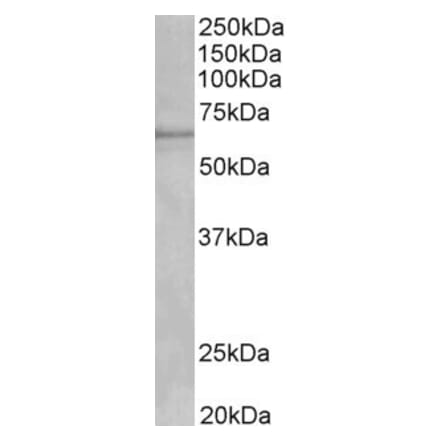 Western Blot - Anti-Cytochrome P450 1A2 Antibody (A82506) - Antibodies.com