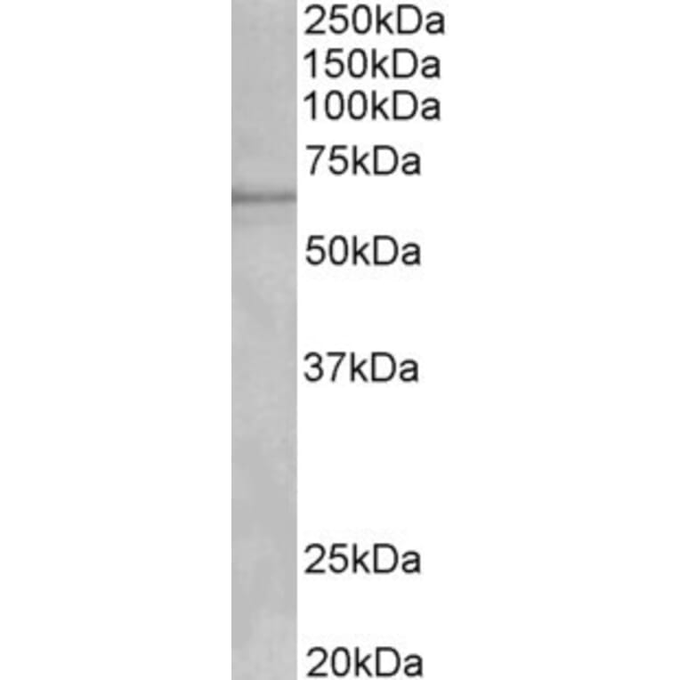 Western Blot - Anti-Cytochrome P450 1A2 Antibody (A82506) - Antibodies.com