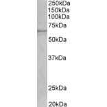 Western Blot - Anti-Cytochrome P450 1A2 Antibody (A82506) - Antibodies.com