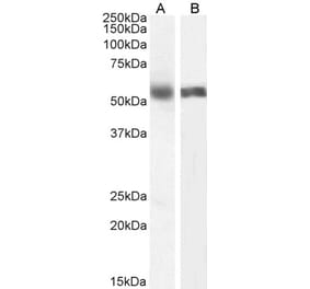 Western Blot - Anti-Cyp1a2 Antibody (A82506) - Antibodies.com