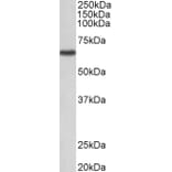 Western Blot - Anti-STK3 Antibody (A82507) - Antibodies.com