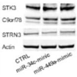 Western Blot - Anti-STK3 Antibody - Antibodies.com