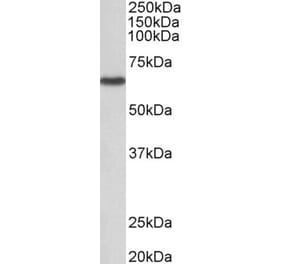 Western Blot - Anti-STK3 Antibody (A82507) - Antibodies.com