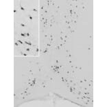 Immunohistochemistry - Anti-Chat Antibody (A82508) - Antibodies.com