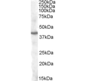 Western Blot - Anti-PITX3 Antibody (A82509) - Antibodies.com