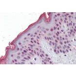 Immunohistochemistry - Anti-MBD2 Antibody (A82510) - Antibodies.com