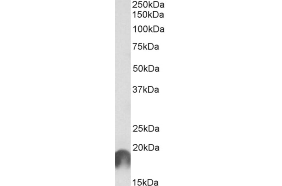 Western Blot - Anti-Apc11 Antibody (A82513) - Antibodies.com