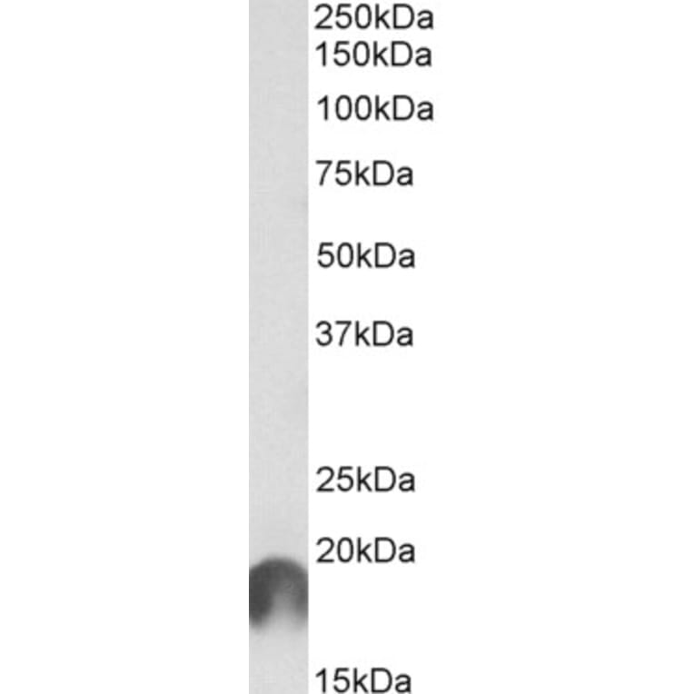 Western Blot - Anti-Apc11 Antibody (A82513) - Antibodies.com