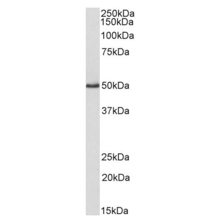 Western Blot - Anti-VASP Antibody (A82515) - Antibodies.com