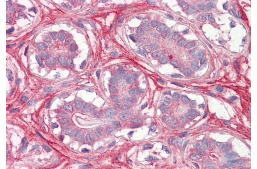 Immunohistochemistry - Anti-Decorin Antibody (A82517) - Antibodies.com