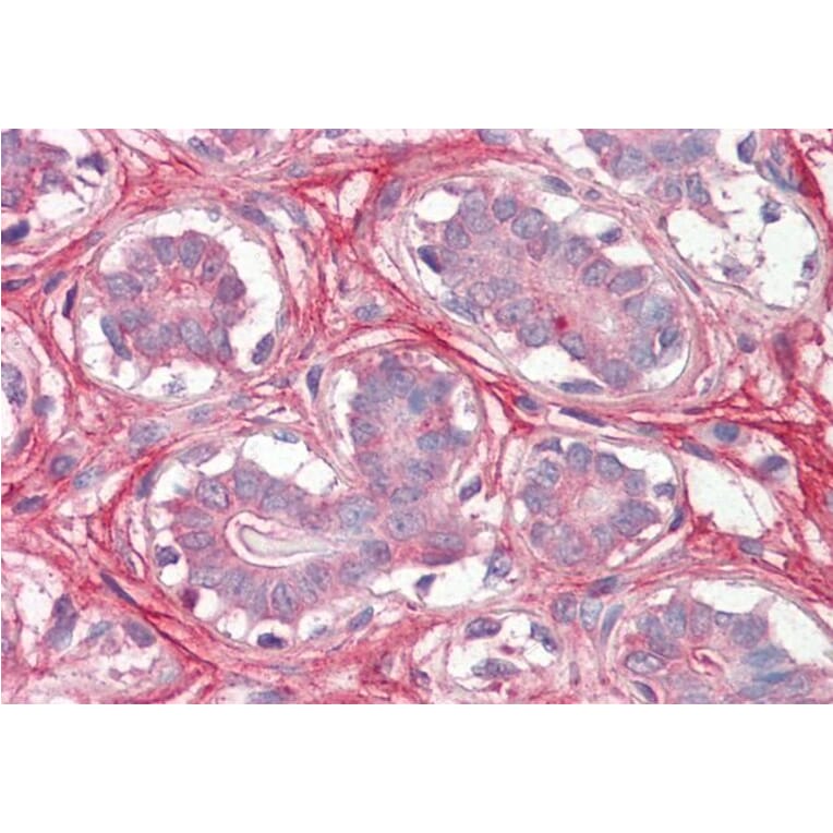 Immunohistochemistry - Anti-Decorin Antibody (A82517) - Antibodies.com
